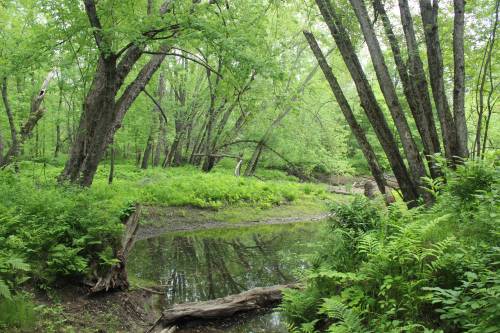 Photo of floodplain forest at the Ann Thurlow Preserve