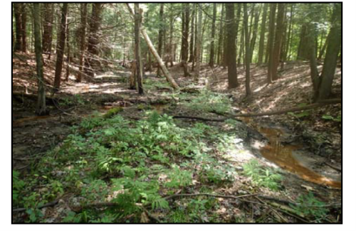 Photo of forested wetland on the Norton Brook project