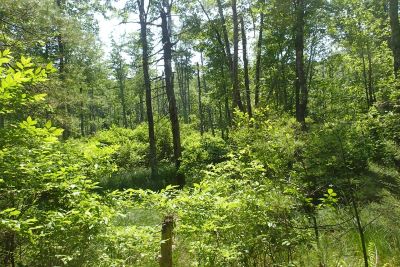 Forested wetlands on the Norton Heirs property