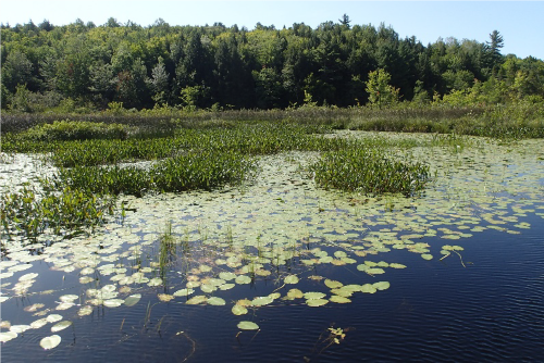 Photo of wetlands on the Karabin property